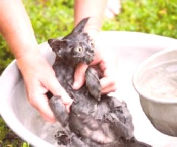 Jak umýt kočku, pokud se bojí vody: doporučení a tipy