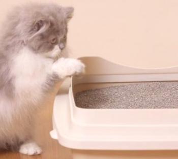 Jak snadné naučit kotě do zásobníku v bytě