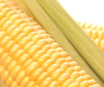 Jak může být vařená kukuřice uložena ve vodě nebo ne