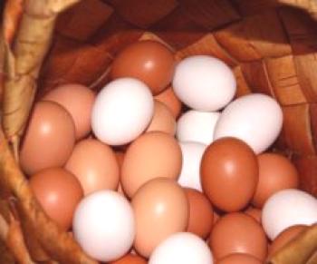 Proč jsou některá vejce bílá a jiná hnědá?