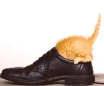 Jak a jak odstranit zápach kočičí moči z bot: účinné způsoby a prostředky