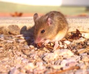 Jak se zbavit vůně myší v domě: efektivní tipy a rady