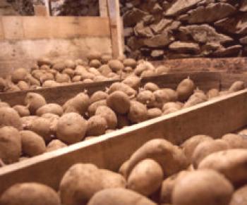 Pravidla pro skladování brambor