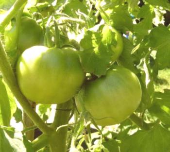 Zelená rajčata červenat rychleji a vydrží déle