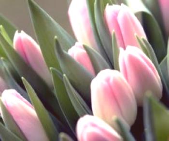 Kde a jak ukládat tulipány v zimě doma