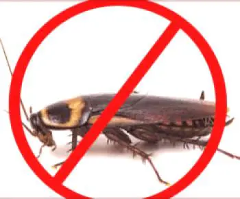 Jak se zbavit švábů doma za 1 den?