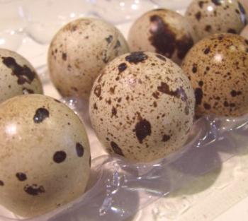 Jak skladovat křepelčí vejce?