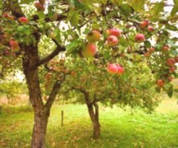 Prořezávání jabloní na podzim av zimě: kdy a jak správně stříhat, fotky a videa